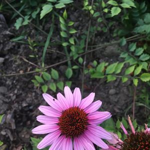 Meet your Posher, Lydia